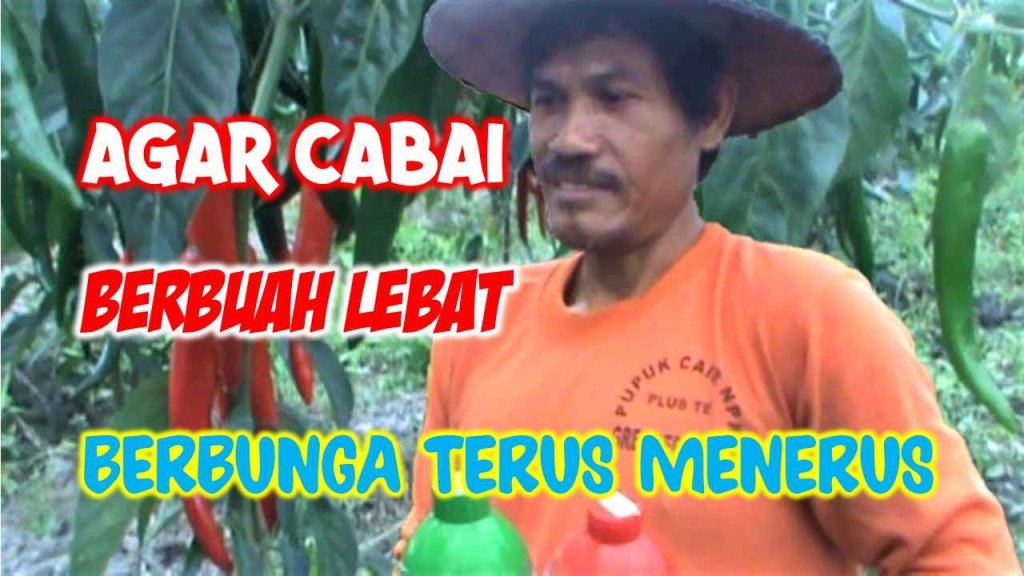 Cara Agar Cabai Berbuah Lebat Berbunga Terus Menerus Di Growsitus Resmi