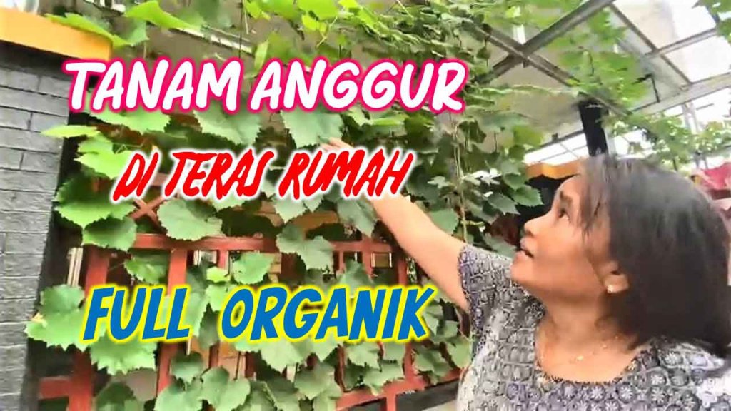 BUDIDAYA TANAMAN ANGGUR DI TERAS RUMAH FULL ORGANIK DI GROWSitus Resmi