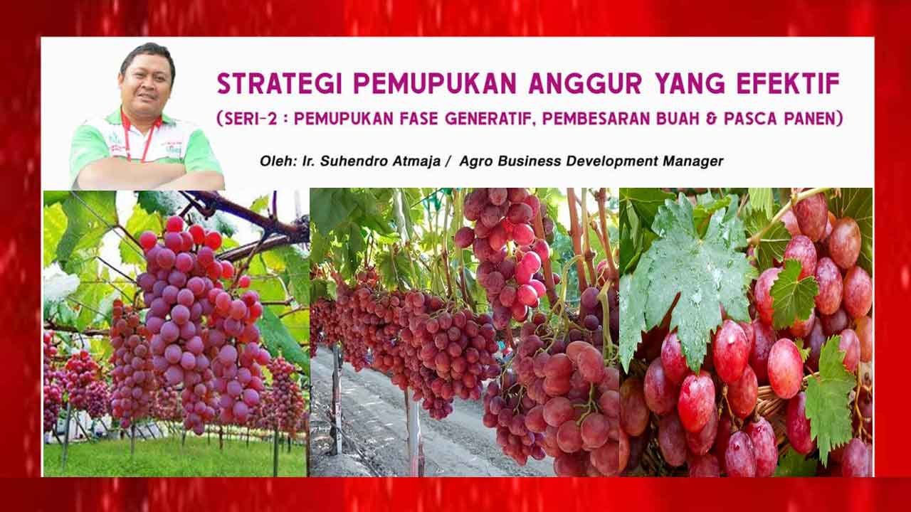 STRATEGI PEMUPUKAN ANGGUR YANG EFEKTIF DI GROWSitus Resmi