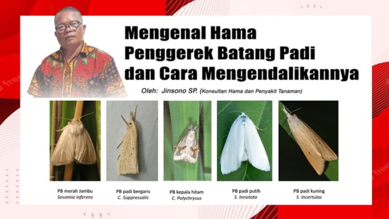 Mengenal Hama Penggerek Batang Padi Dan Cara Mengendalikannya Di Grow