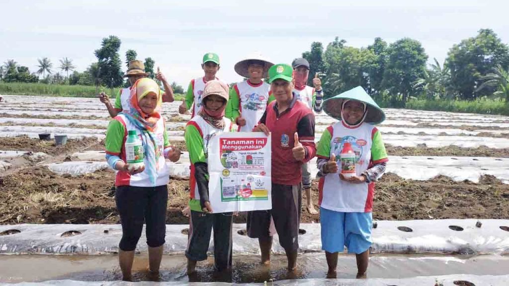 Foto Lahan Demplot Semangka Situbondo