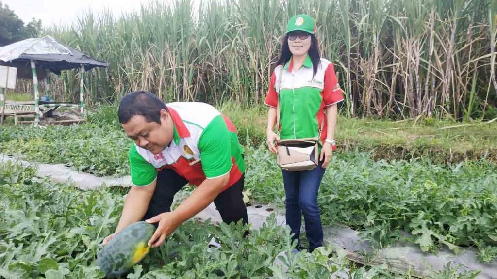 Foto-Semangka-menjelang-panen