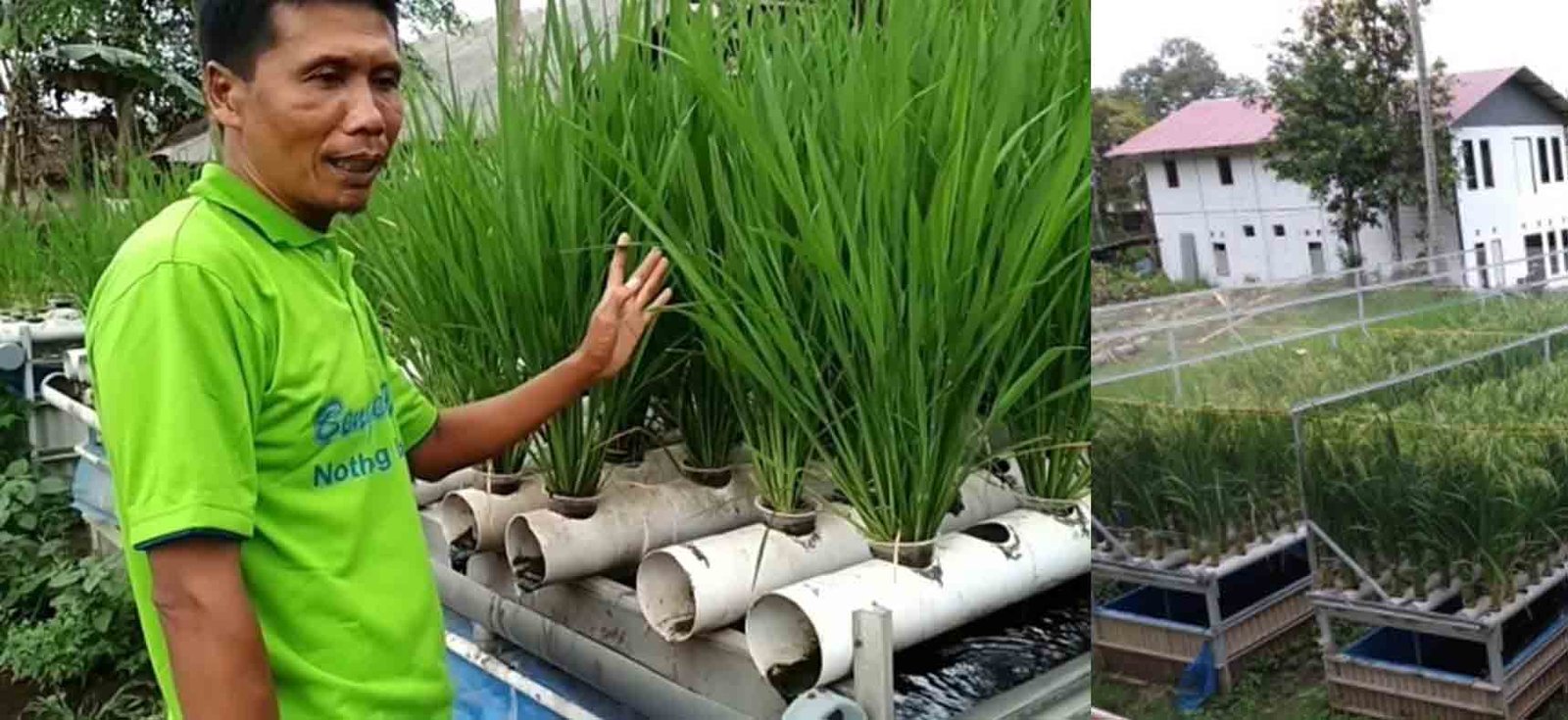 Read more about the article Desain Pertanian Terpadu Padi Ikan Ayam Sistem Hidroganik