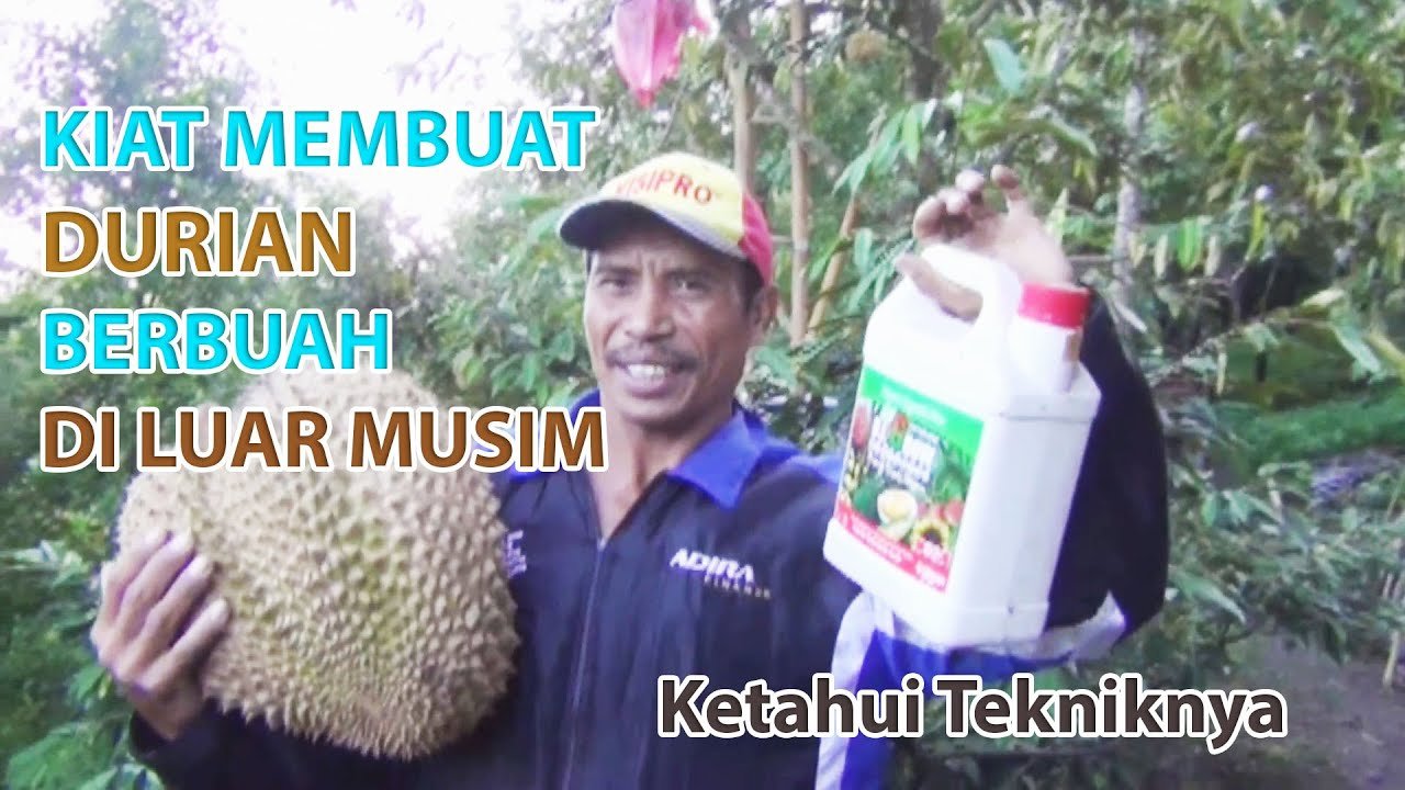 Read more about the article Kiat Membuat Durian Berbuah diluar Musim