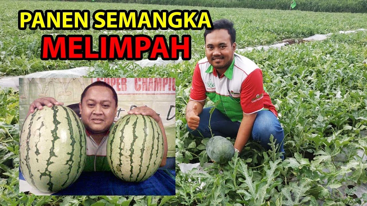 Read more about the article Panen Semangka Melimpah Sejak Aplikasi Pupuk DI Grow