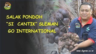 Read more about the article Testimoni Salak Pondoh Organik Sleman