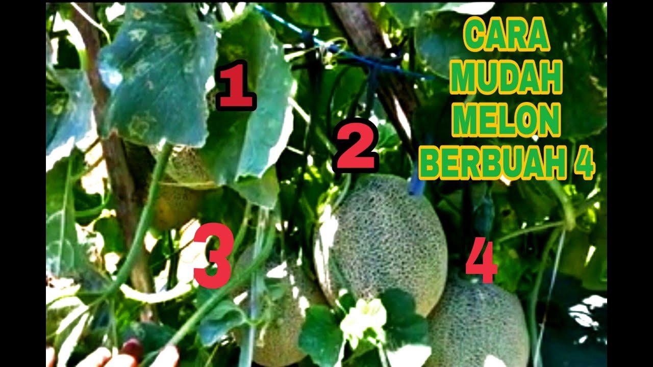 Read more about the article Cara Mudah Budidaya Melon Berbuah 4 Perbatang