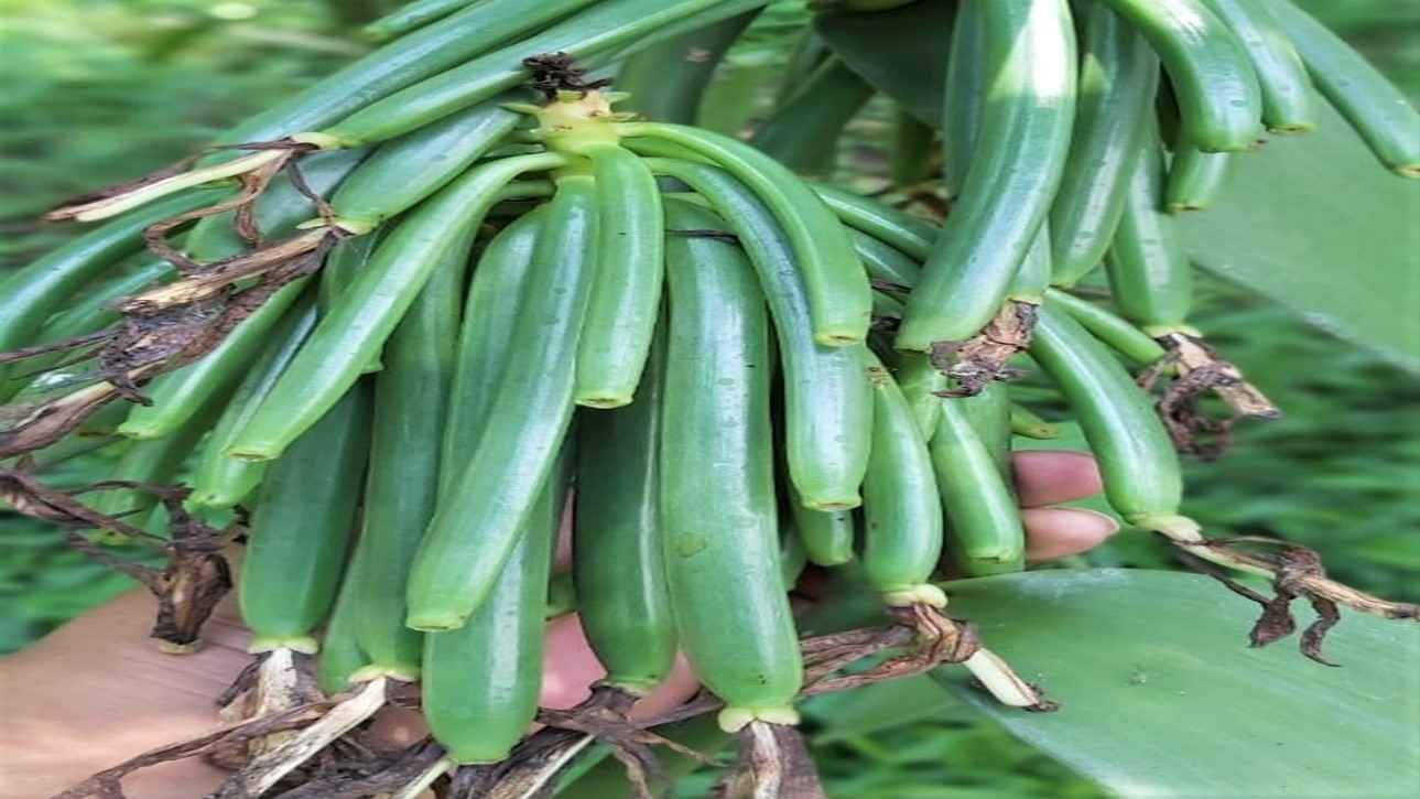 Read more about the article PENGENDALIAN HAMA DAN PENYAKIT TANAMAN VANILI