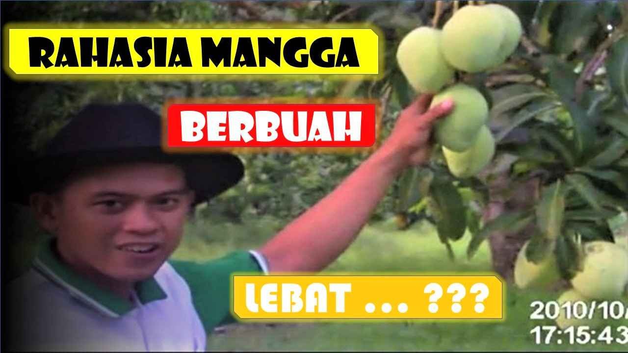 Read more about the article Rahasia Mangga Berbuah Lebat, Bersih dan Mengkilat