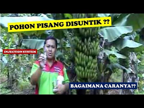 Read more about the article Injection System Pada Pohon Pisang