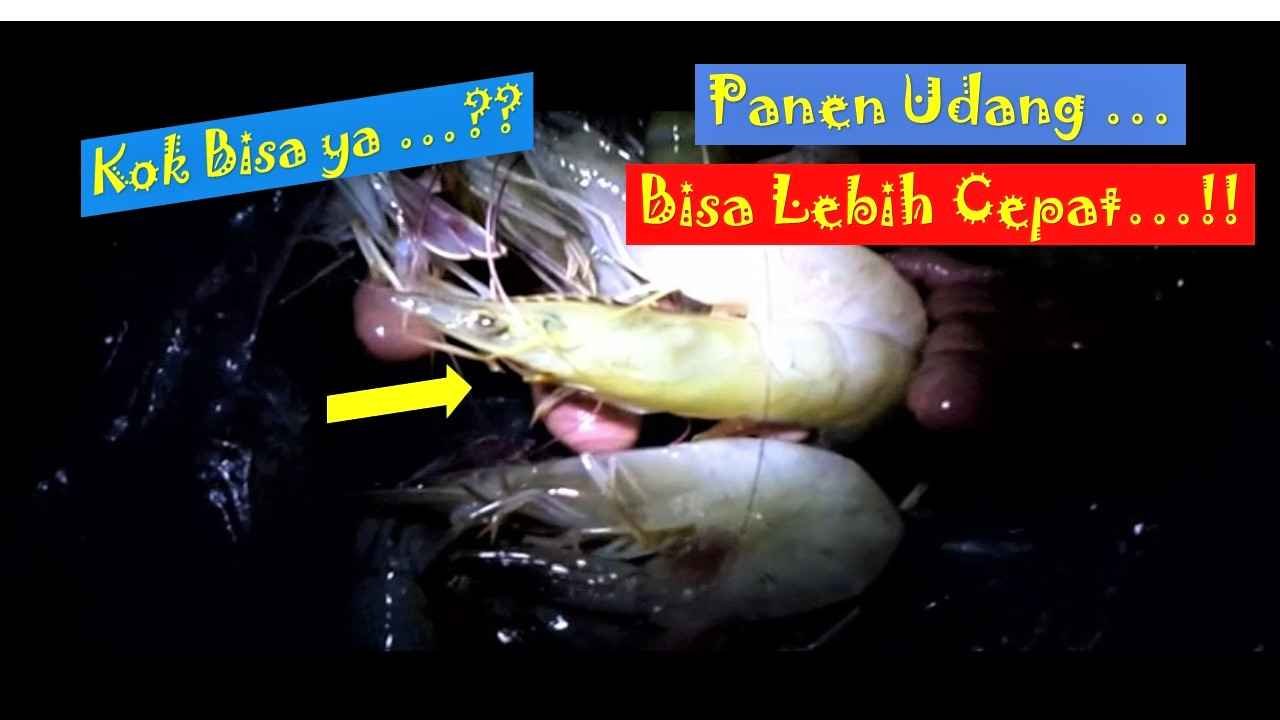 Read more about the article Panen Udang Panami Jadi Lebih Cepat