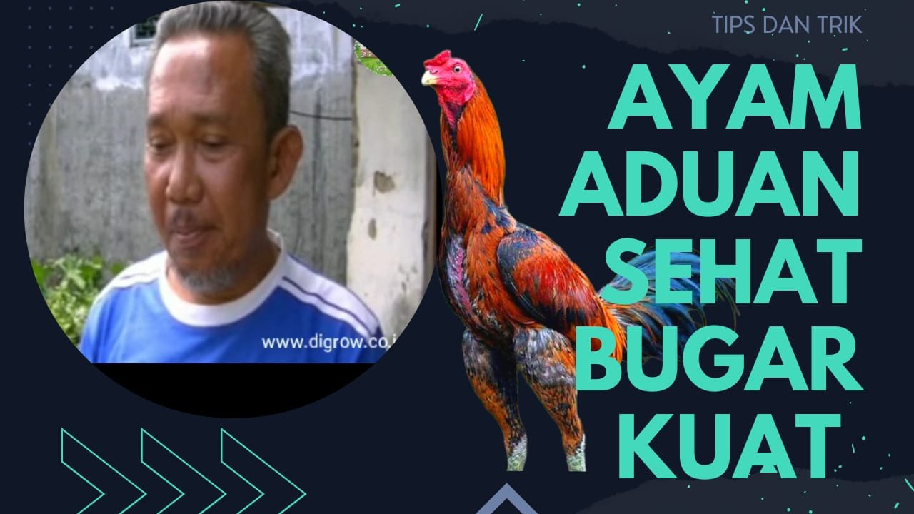 Read more about the article TIPS AYAM ADUAN SEHAT BUGAR DAN KUAT