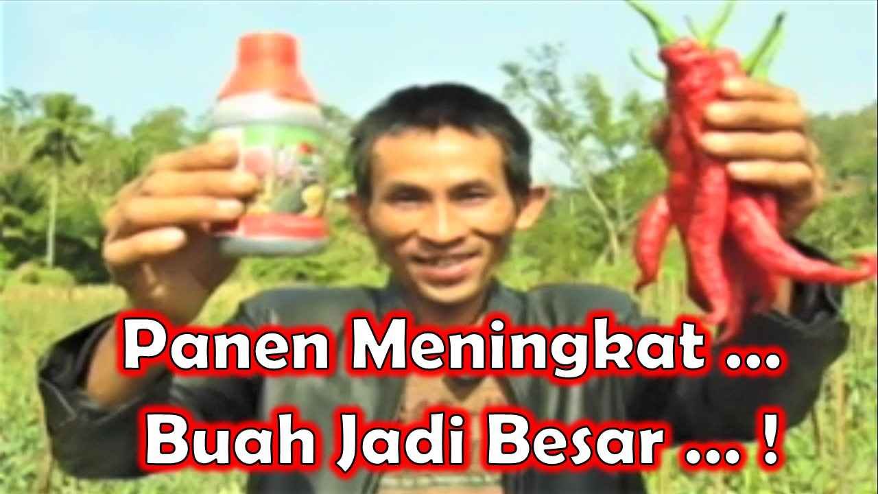 Read more about the article PANEN MENINGKAT…BUAH JADI BESAR..!