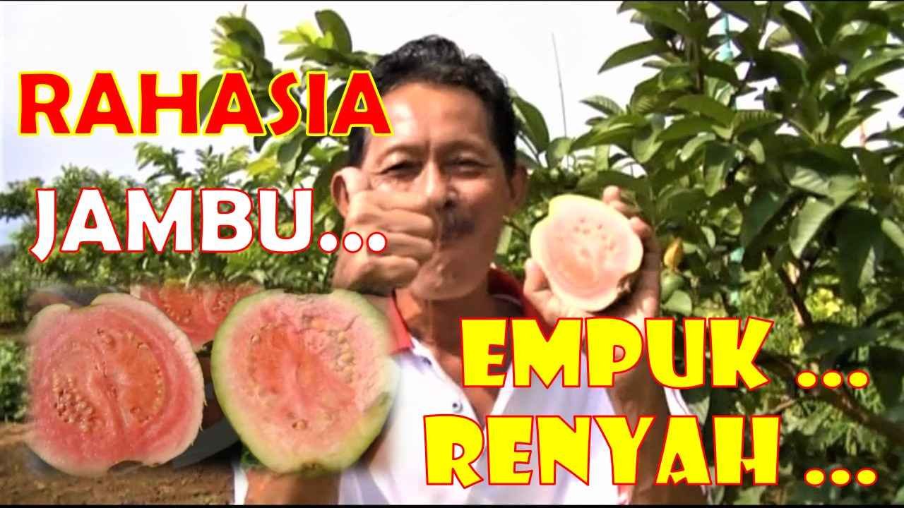 Read more about the article Rahasia Membuat Jambu Biji Rasanya Empuk Dan Renyah..