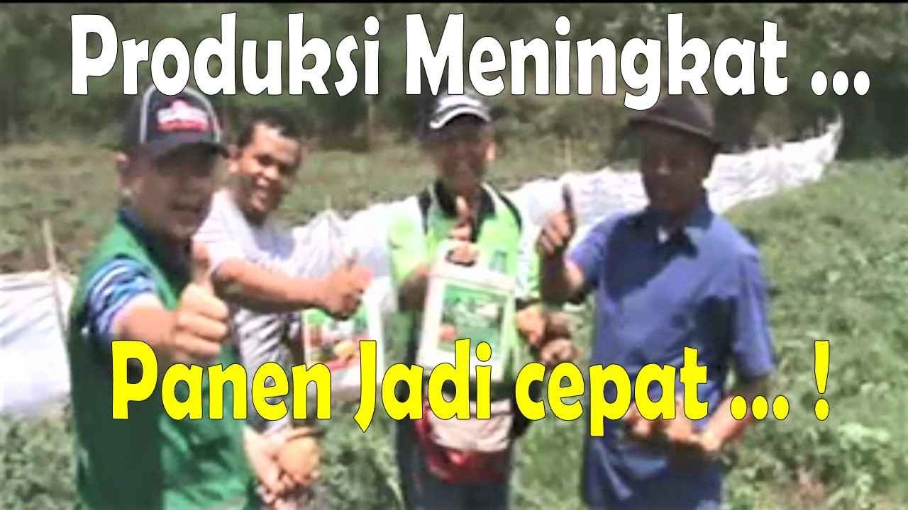 Read more about the article Produksi Meningkat…Panen Jadi Cepat…!