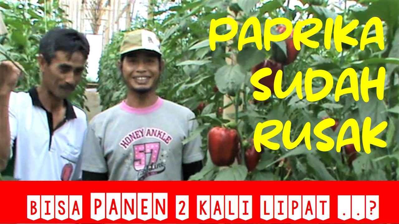 Read more about the article Paprika Sudah Hancur…Tumbuh lagi dan Bisa Panen 2 Kali Lipat..