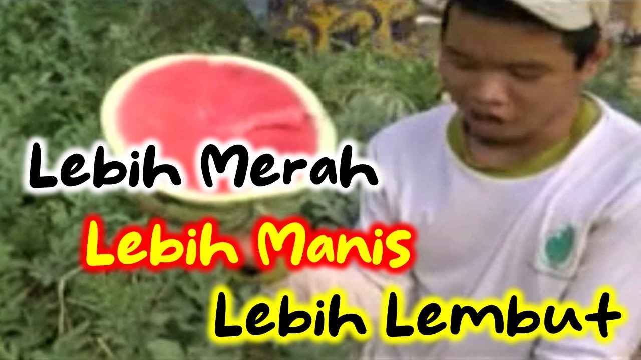 Read more about the article Semangka Jadi Lebih Merah, Manis Dan Teksturnya Sangat Lembut