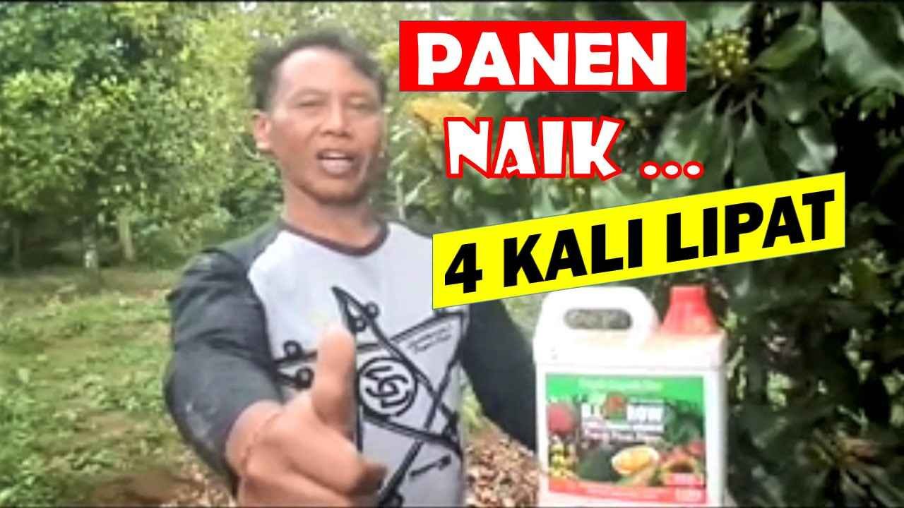 Read more about the article RAHASIA PANEN CENGKEH MENINGKAT 400 PERSEN