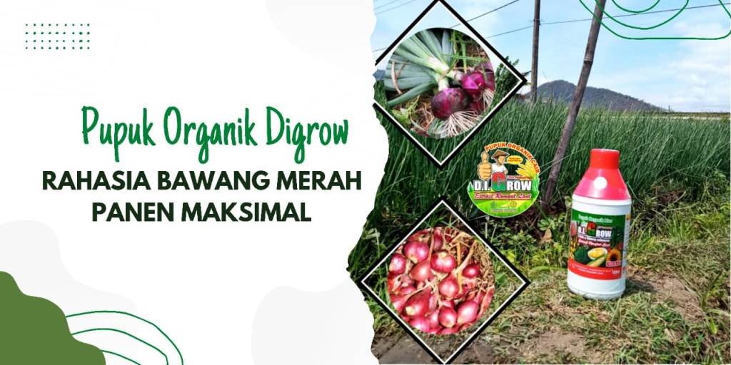 Read more about the article RAHASIA BAWANG MERAH PANEN MAKSIMAL