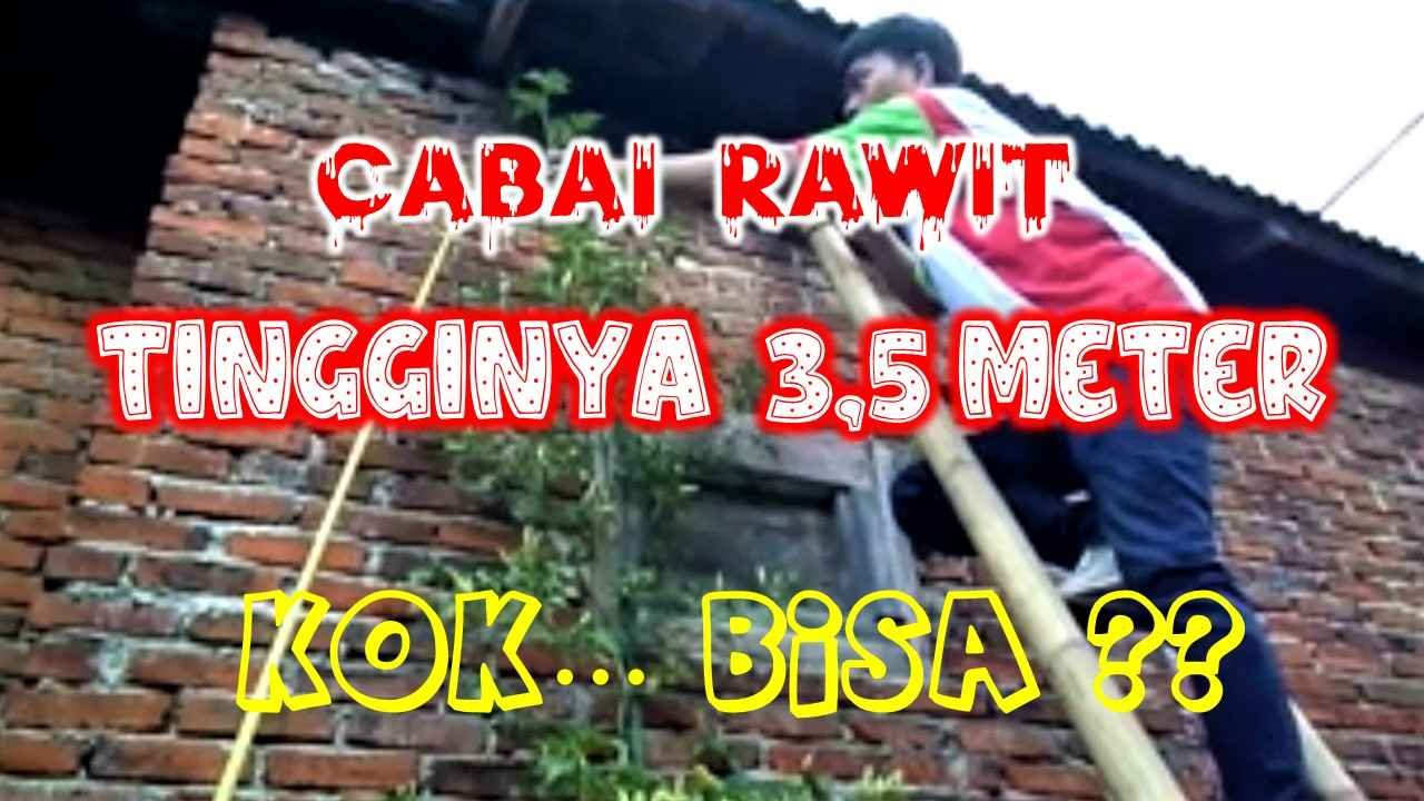 Read more about the article CABAI RAWIT TINGGI  3.5 METER..KO BISA ?