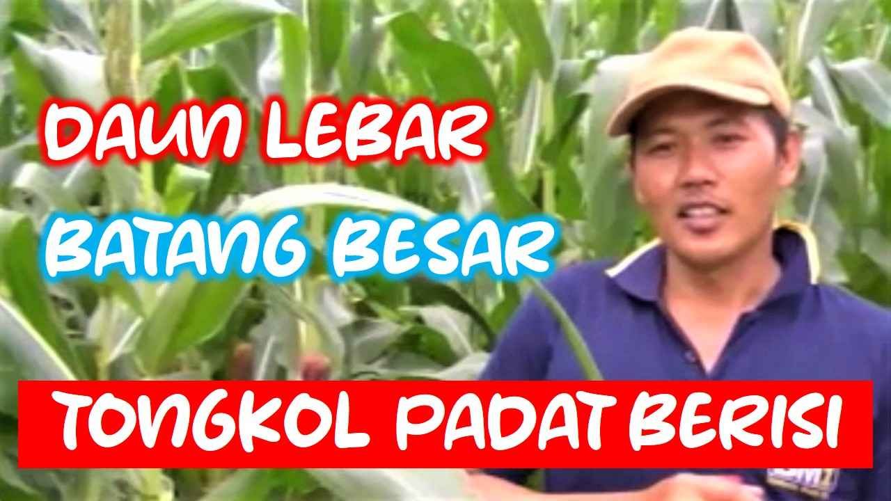 Read more about the article DAUN LEBAR, BATANG BESAR DAN TONGKOL PADAT BERISI …BEGINI CARANYA..!