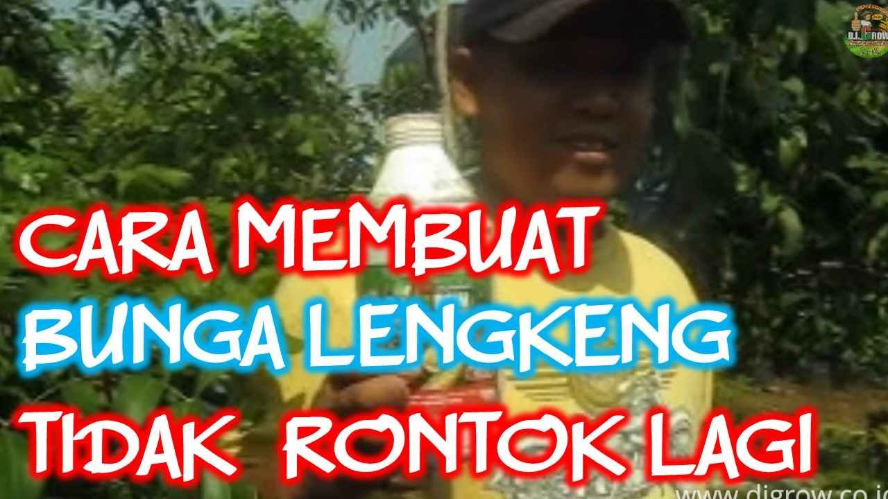 Read more about the article CARA MEMBUAT BUNGA LENGKENG TIDAK RONTOK LAGI ..