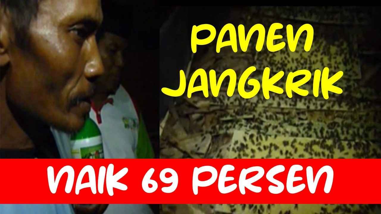 Read more about the article PANEN JANGKRIK MENINGKAT 69 PERSEN