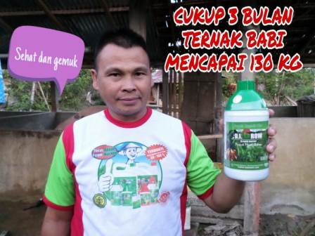 Read more about the article CUKUP 3 BULAN BOBOT TERNAK BABI MENCAPAI 130 KG