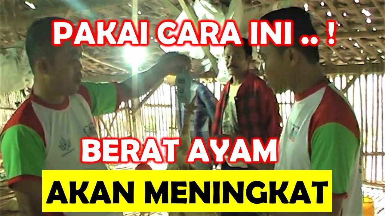 Read more about the article CARA MENINGKATKAN BOBOT PANEN AYAM PEDAGING