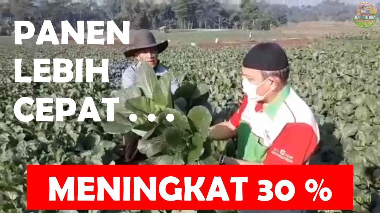 Read more about the article PANEN SAWI HIJAU LEBIH CEPAT, BOBOT PANEN MENINGKAT 30 %