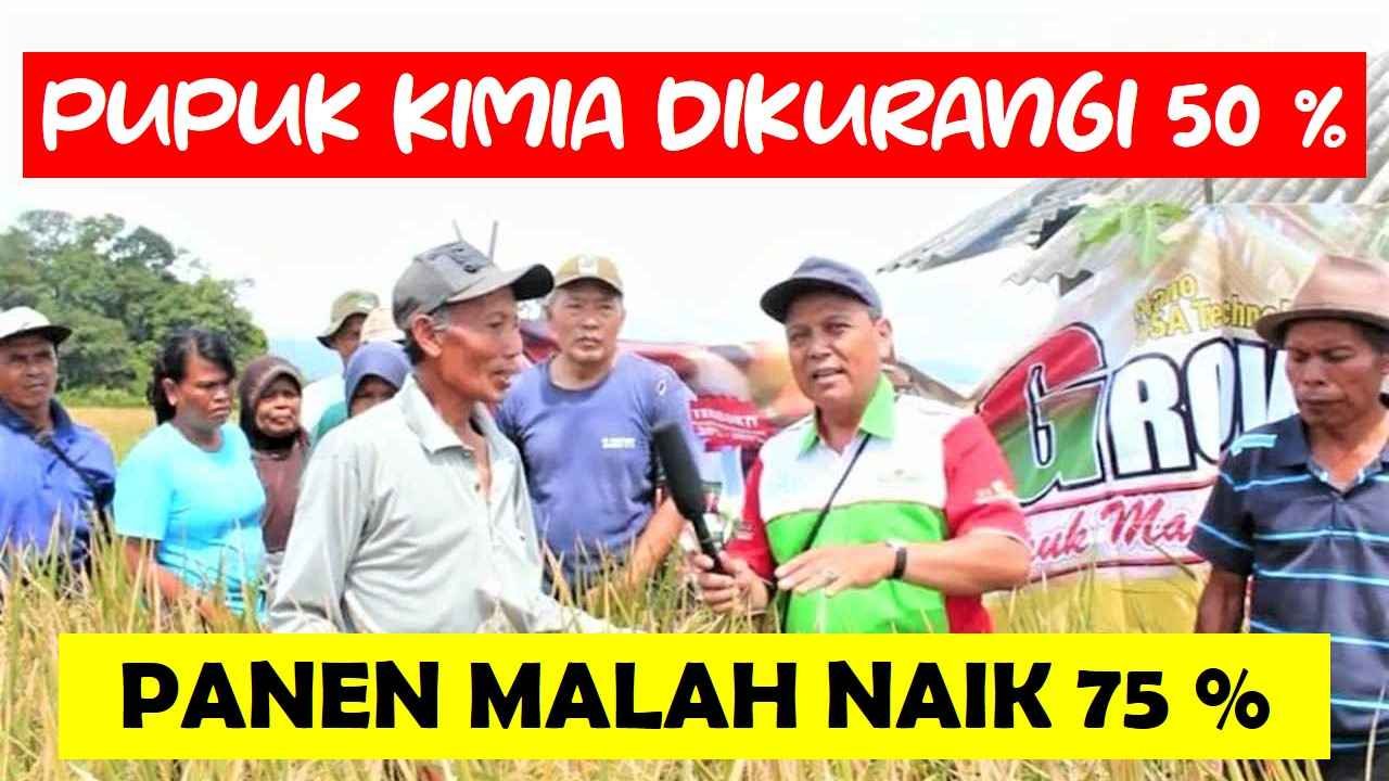 Read more about the article PUPUK KIMIA DIKURANGI 50 % , PANEN PADI MALAH MENINGKAT 75 %