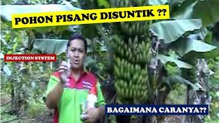 Read more about the article Injection System Pada Pohon Pisang