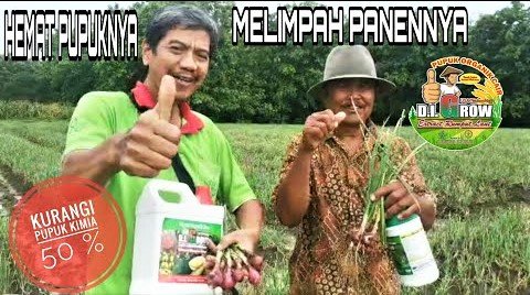 Read more about the article Pupuk Kimia Dikurangi 50% Hasil Bawang Merah Tetap Maksimal