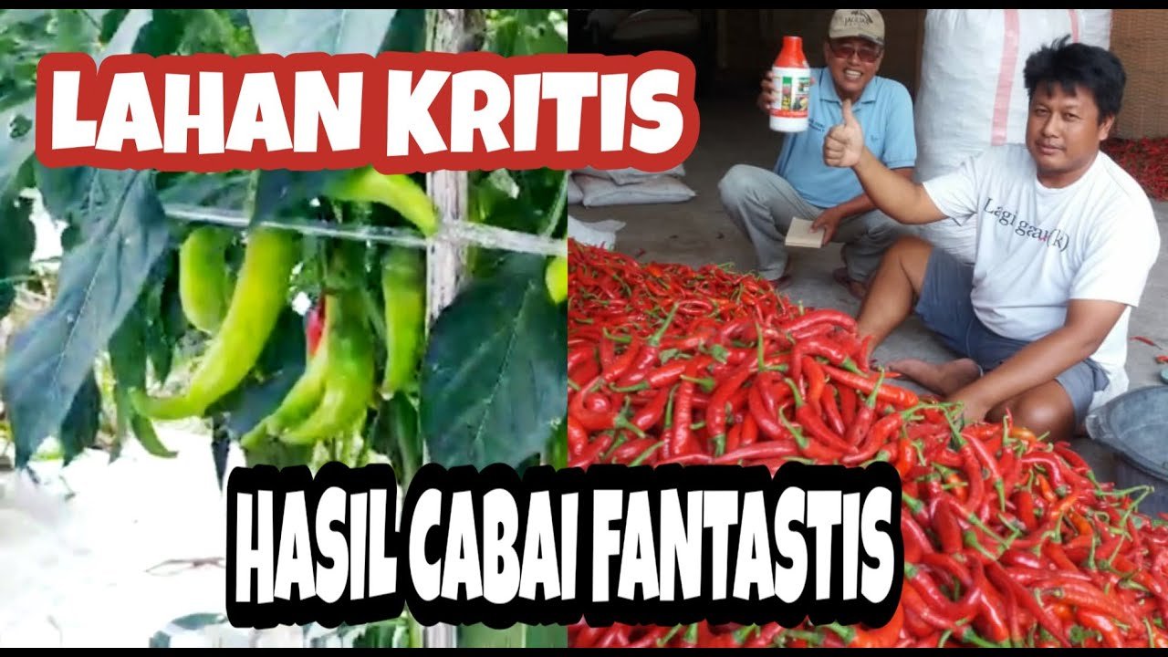 Read more about the article Lahan Kritis Hasil Cabai Fantastis