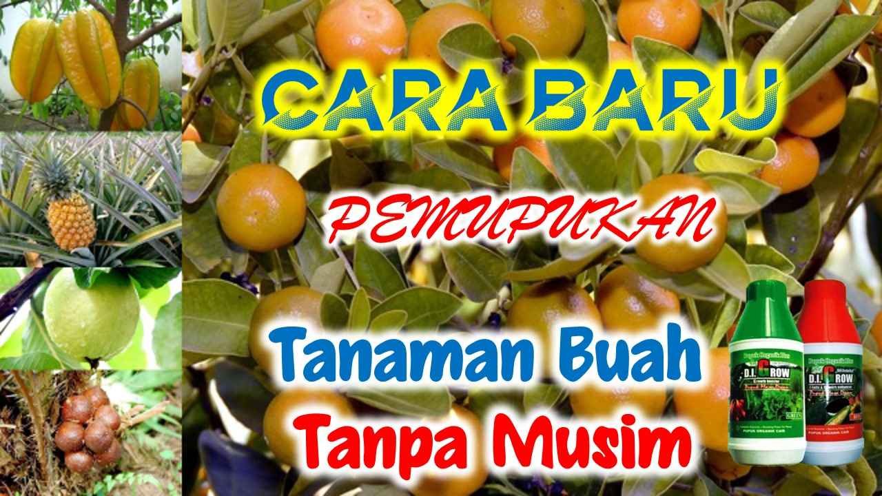 Read more about the article CARA APLIKASI PUPUK DI.GROW PADA TANAMAN BUAH TANPA MUSIM