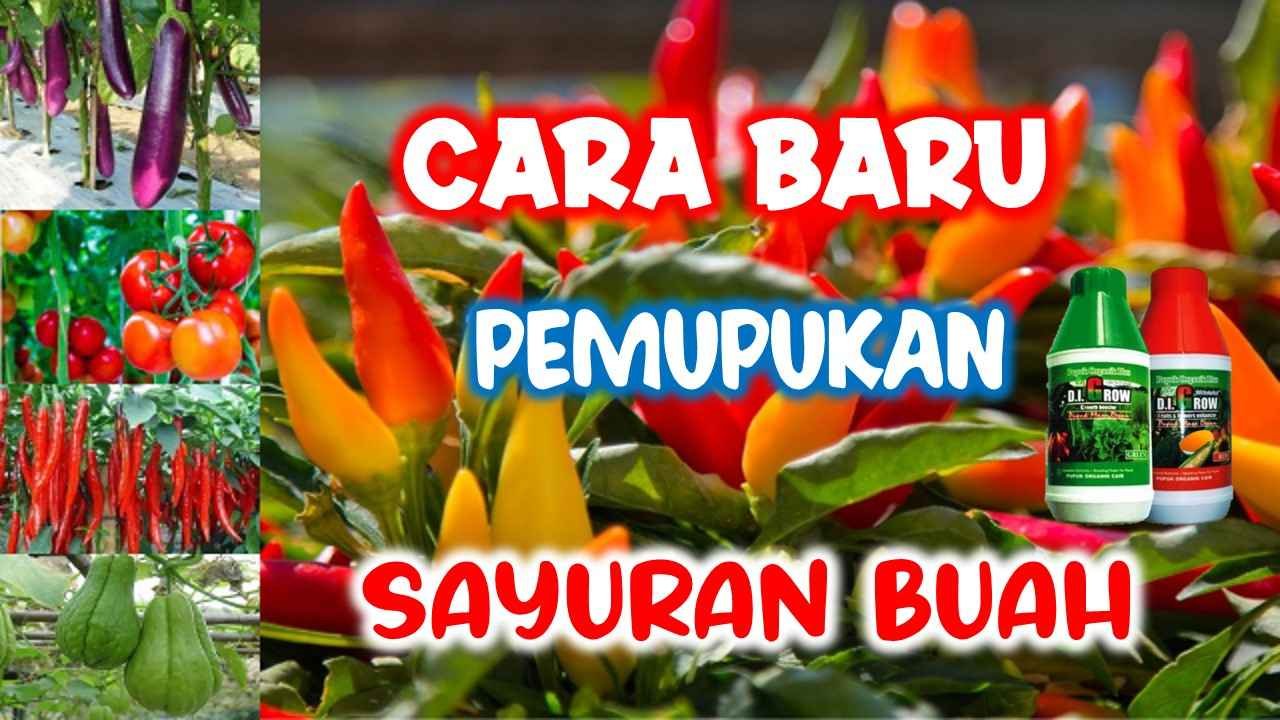 Read more about the article CARA APLIKASI PUPUK DI.GROW PADA TANAMAN SAYURAN BUAH