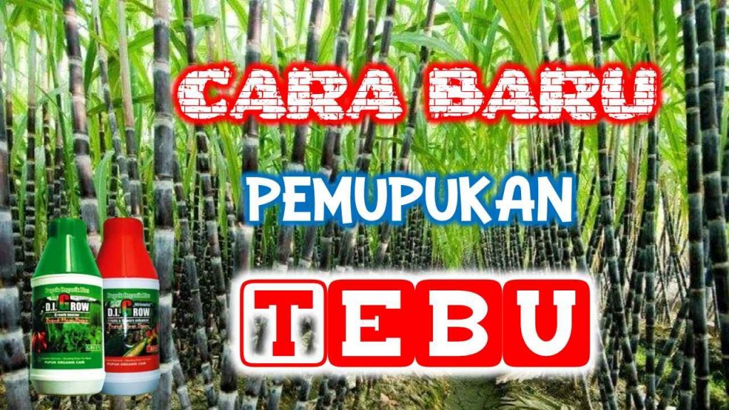 Cara Aplikasi Pupuk Digrow Pada Tanaman Tebu Di Grow—situs Resmi 