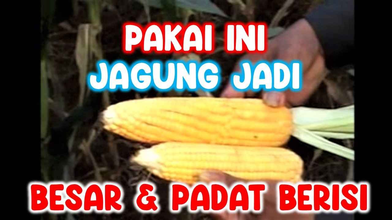 Read more about the article CARA MEMBUAT TONGKOL JAGUNG JADI BESAR, PADAT DAN PENUH BERISI