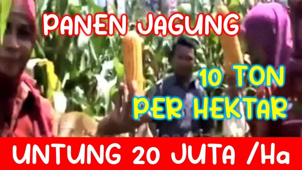 Read more about the article PANEN JAGUNG 10 TON PER HEKTAR, PETANI DAPAT UNTUNG 20 JUTA