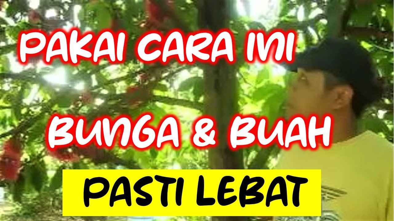 Read more about the article PAKAI CARA INI, BUNGA DAN BUAH JAMBU BOL JAMAIKA AKAN LEBAT