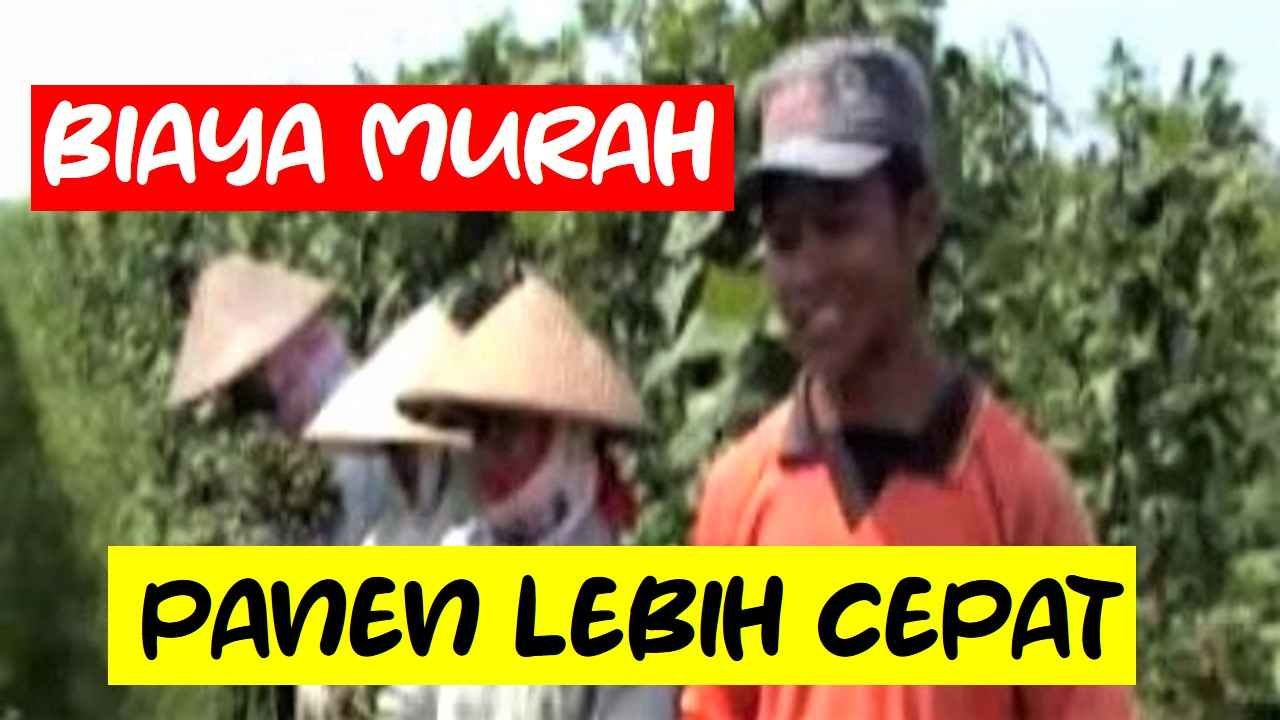 Read more about the article BIAYA LEBIH MURAH DAN PANEN LEBIH CEPAT