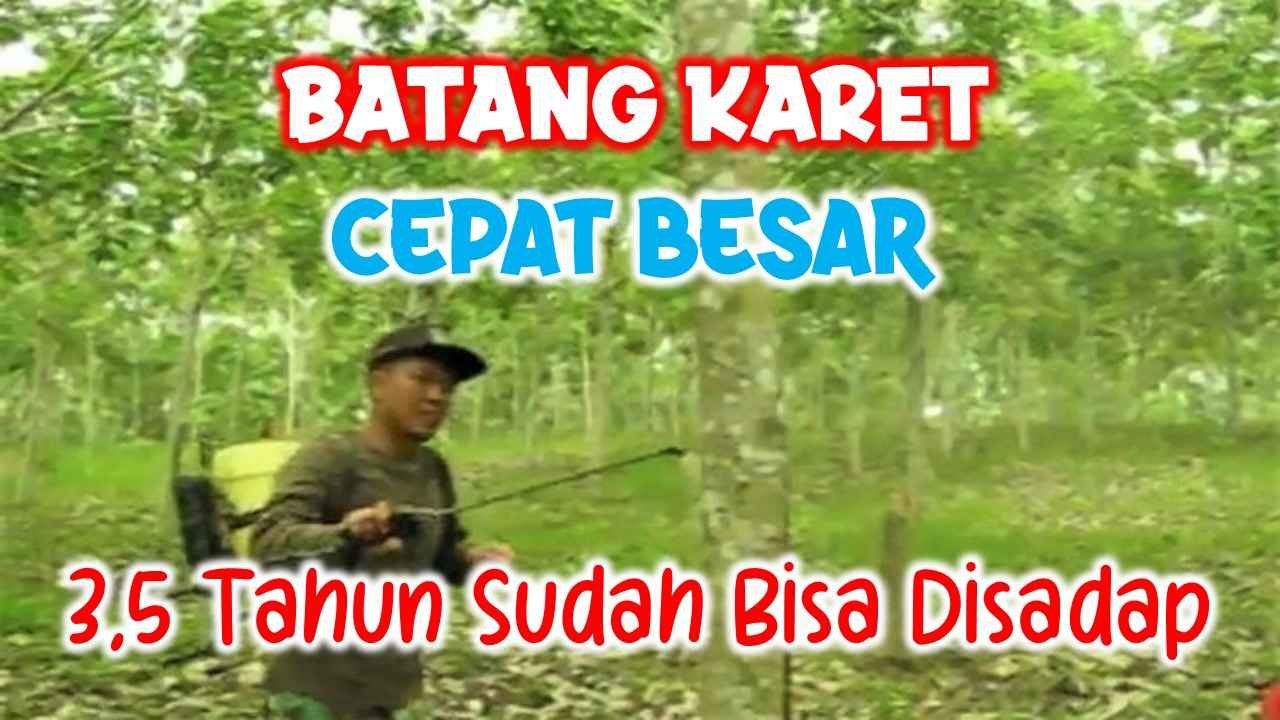 Read more about the article POHON KARET CEPAT BESAR, 3,5 TAHUN SUDAH BISA DISADAP