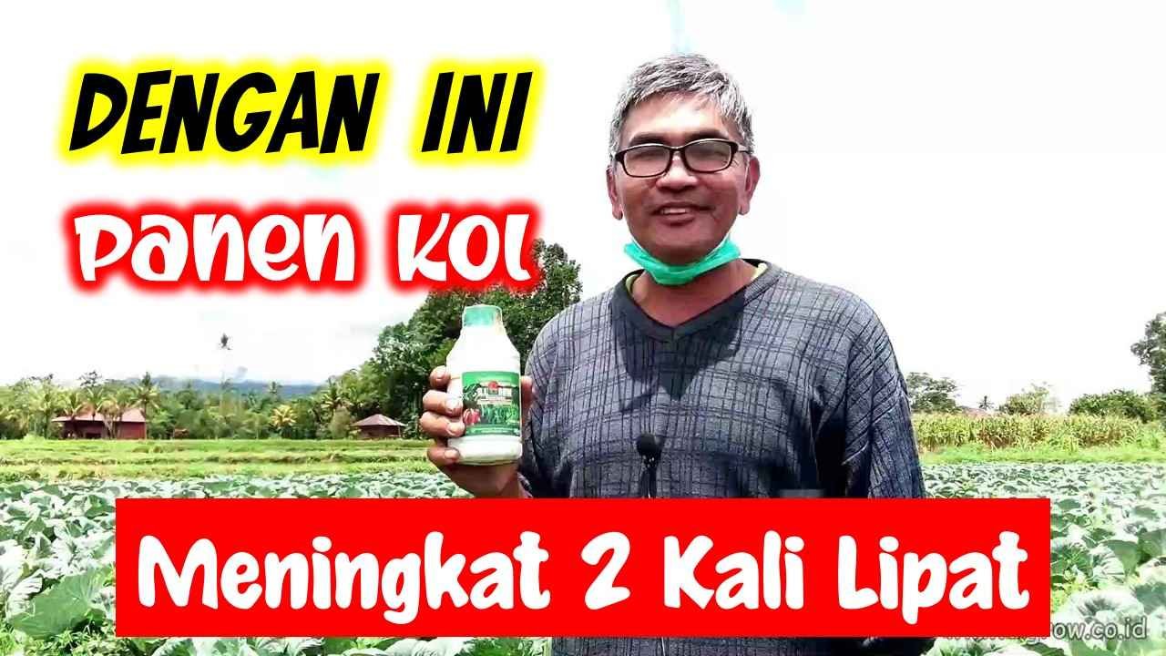 Read more about the article DENGAN CARA INI, PANEN TANAMAN KOL MENINGKAT 2 KALI LIPAT