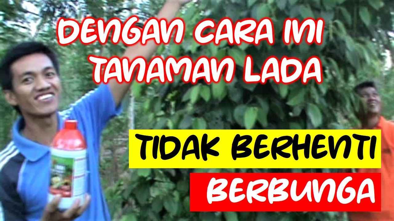 Read more about the article CARA AGAR TANAMAN LADA BISA BERBUNGA TERUS MENERUS