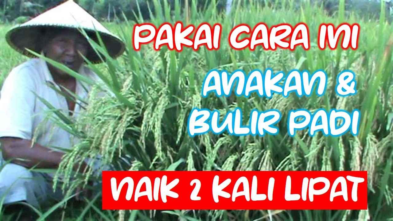 Read more about the article CARA UNTUK MENINGKATKAN JUMLAH ANAKAN DAN BULIR PADI