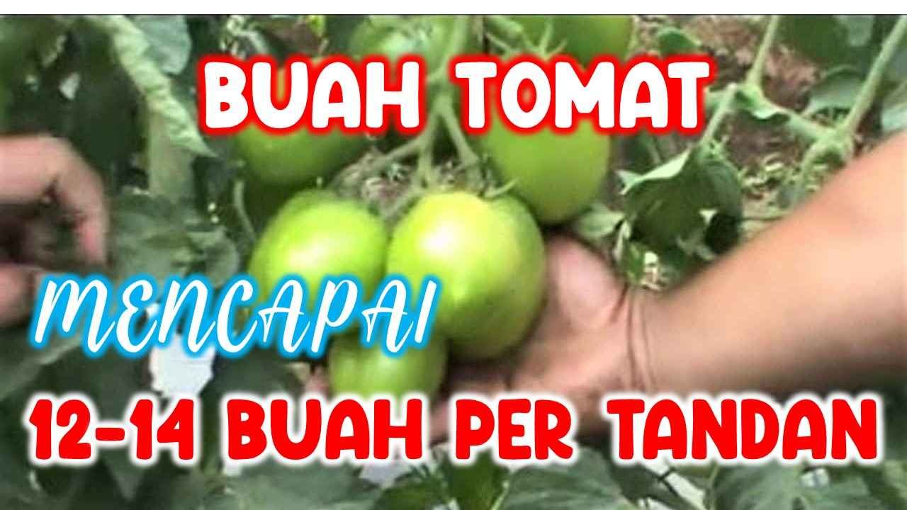 Read more about the article BUAH TOMAT BISA MENCAPAI 12-14 BUAH PER TANDAN          