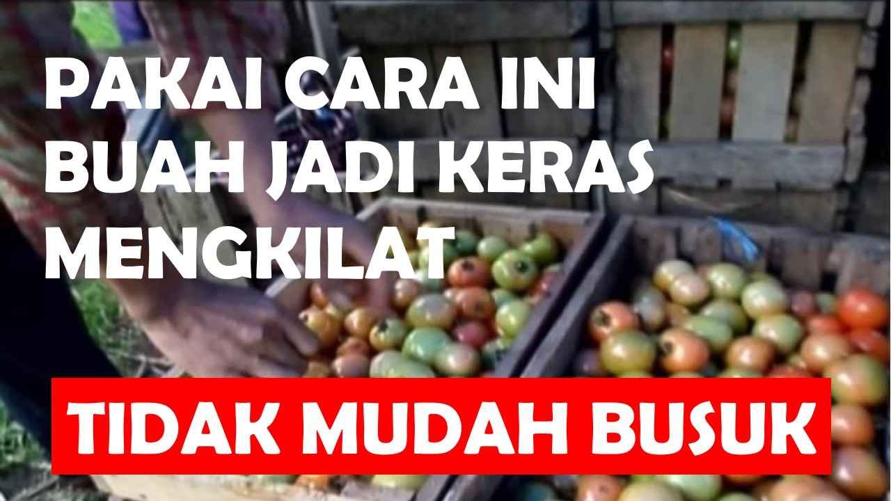 Read more about the article CARA AGAR BUAH TOMAT MENJADI KERAS DAN TIDAK MUDAH BUSUK