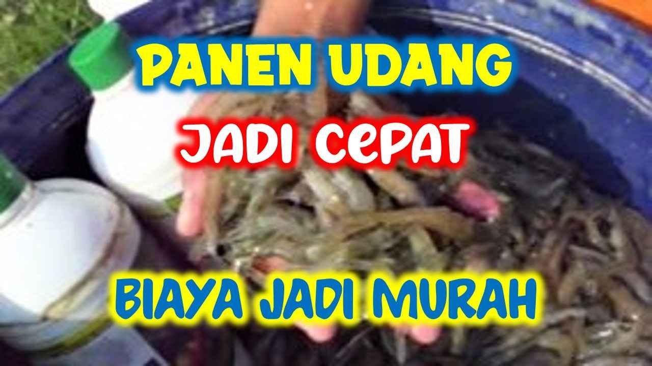 Read more about the article PANEN UDANG JADI LEBIH CEPAT, BIAYA JADI LEBIH MURAH