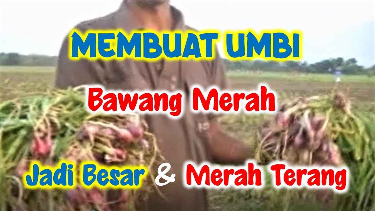 Read more about the article CARA AGAR UMBI BAWANG MERAH MENJADI BESAR DAN WARNANYA MERAH TERANG