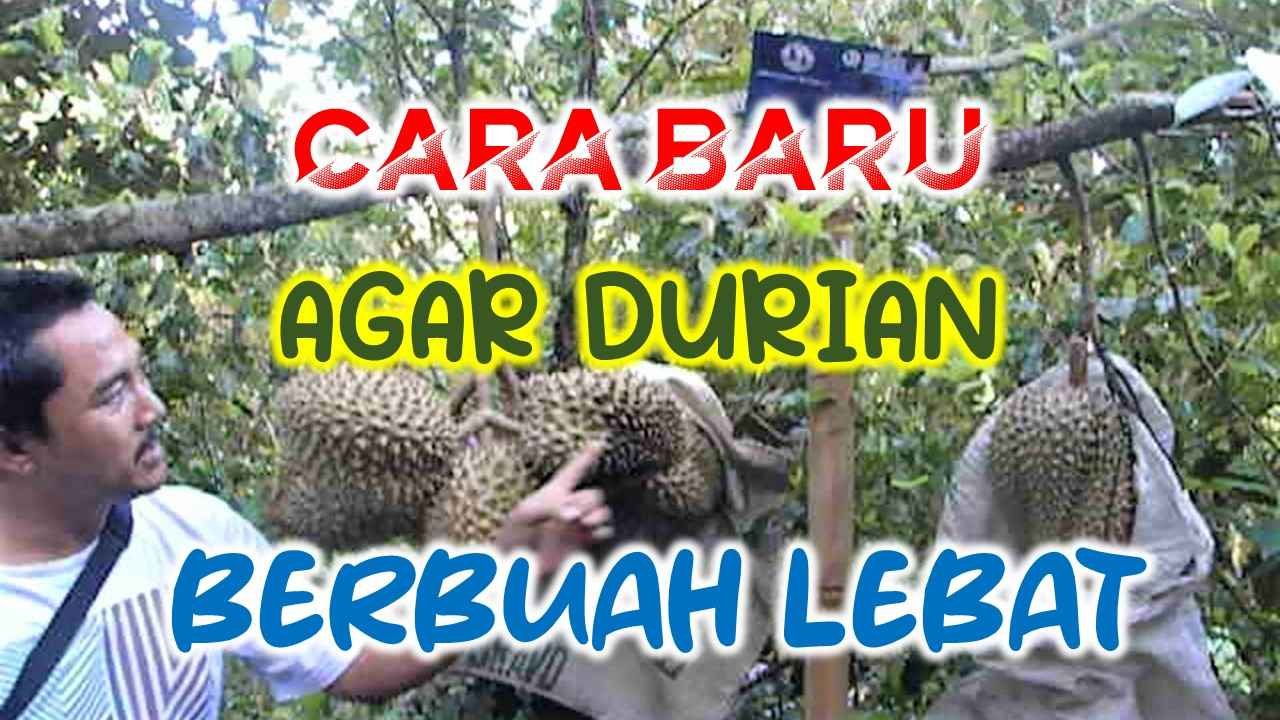 Read more about the article CARA BARU PEMUPUKAN DURIAN, AGAR BERBUAH LEBAT